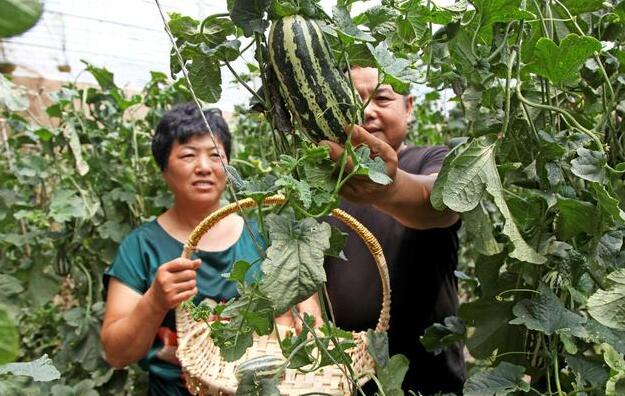 特色產業為媒 農文旅融合激活鄉村“瓜果經濟”